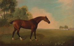 A Bay Horse in a Field
