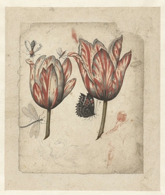 Blad met twee tulpen en enkele insecten by Unknown Artist
