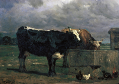 Cattle at the Trough