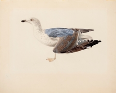 European Herring Gull by Magnus von Wright