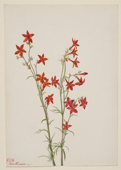 Gilia arizonica by Mary Vaux Walcott