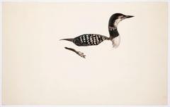 Great Northern Loon ; unfinished by Magnus von Wright