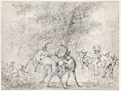 Groep herten in het bos