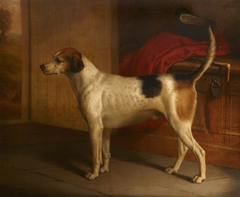 'Guardian': Portrait of a Hound by Anonymous