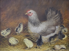 Hen with Baby Chicks