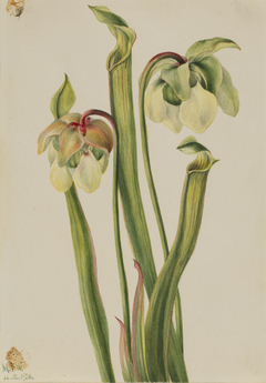 Hybrid Pitcherplant (Sarracenia minor) by Mary Vaux Walcott