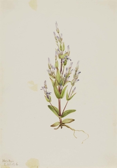 Ladder Gentian (Gentiana acuta) by Mary Vaux Walcott