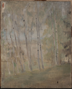 Maryino – birch trees by Jan Ciągliński