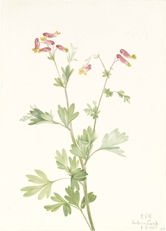 Pink Fumeroot (Capnoides sempervirens)