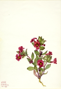 Purple Monkey-Flower (Mimulus bigelovii) by Mary Vaux Walcott