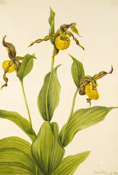 Small Yellow Ladyslipper (Cypripedium parviflorum) by Mary Vaux Walcott