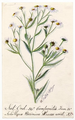 Sneeze-wort (Achillea ptarmica) - William Catto - ABDAG016177 by William Catto