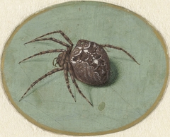 Spider by Jan Augustin van der Goes