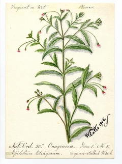 Square-stalked W. herb (Epilobium tetragonum) - William Catto - ABDAG016188 by William Catto