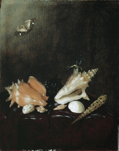 Still Life with Shells and Insects by Pieter van de Venne
