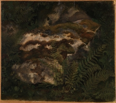 Study of an Moss-covered Stone and Ferns by Adolph Tidemand
