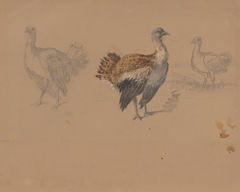 Study of Turkeys by Friedrich Carl von Scheidlin