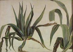 Study of Two Agaves by Johan Christian Dahl