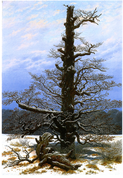 The Oaktree in the Sno