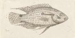Tropische vis Chromis epse by Johannes le Francq van Berkhey