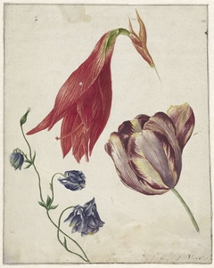 Tulp, akelei en amaryllis by Georgius Jacobus Johannes van Os