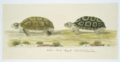 Twee Kaapse landschildpadden (Homopus areolatus) by Unknown Artist