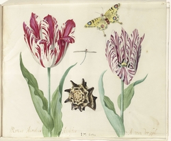 Two Tulips, a Shell, a Butterfly and a Dragonfly