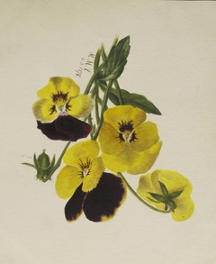 Untitled (Pansies) by Mary Vaux Walcott