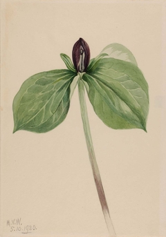Wake-Robin (Trillium sessile) by Mary Vaux Walcott