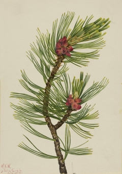 Whitebark Pine (Pinus albicaulis) by Mary Vaux Walcott