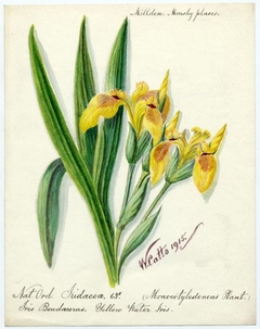 Yellow water iris (iris pseudacorus) - William Catto - ABDAG016315