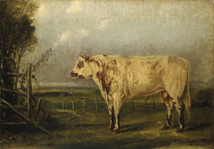 A Young Bull by John Woodhouse Audubon