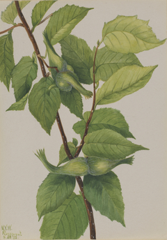 Beaked Hazelnut (Corylus rostrata) by Mary Vaux Walcott