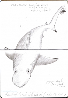 Carnet Bleu: Encyclopedia of...shark, vol.X p 18 - by Pascal