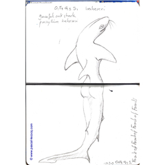 Carnet Bleu: Encyclopedia of…shark, vol.XIV p30 - by Pascal by Pascal Lecocq