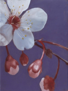 Cherry Blossom by Justin Bradshaw