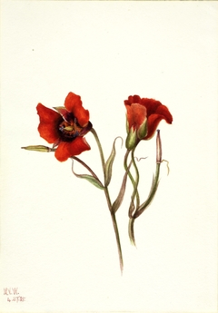 Desert Mariposa (Calochortus kennedyi) by Mary Vaux Walcott