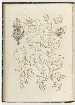 Drie wijnranken, twee druiventrossen en vier bladeren by Unknown Artist