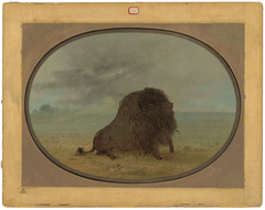 Dying Buffalo Bull by George Catlin
