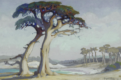 Evening, Monterey Cypress, California. 1926