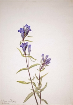 Gentian (Gentiana affinis) by Mary Vaux Walcott