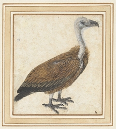 Jonge vale gier (Gyps fulvus) by Unknown Artist