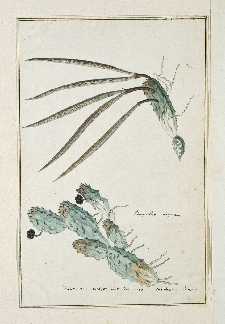 Pectinaria articulata en een studie met lange bladeren