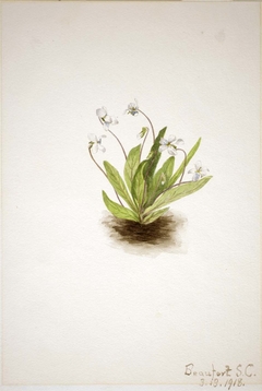 Primrose Violet (Viola primulifolia) by Mary Vaux Walcott