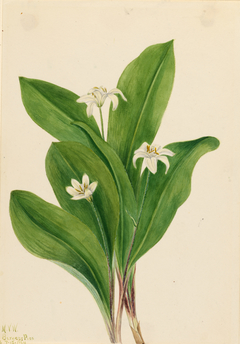 Queencup (Clintonia uniflora) by Mary Vaux Walcott