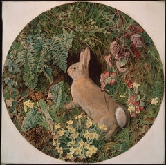 Rabbit amid Ferns and Flowering Plants by William James Webbe