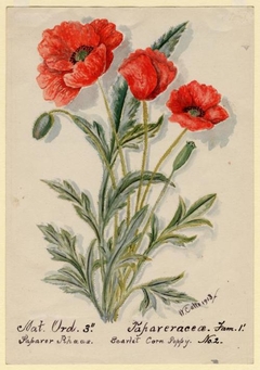 Scarlet Corn Poppy No. 2 - William Catto - ABDAG016009 by William Catto