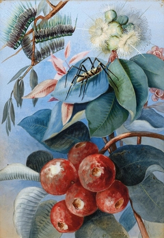 Spider, Leaves, and Fruit by Marian Ellis Rowan