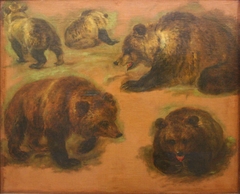 Study of a brown bear