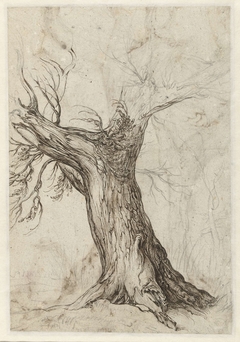 Study of a tree trunk